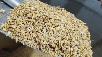 用烤酒設備做固態(tài)酒，做好這7點出酒率瞬間提高20%！