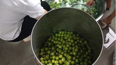 李子熟了，又一個(gè)朋友來(lái)雅大不銹鋼釀酒設(shè)備學(xué)做李子酒