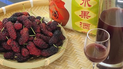 將桑葚釀成酒，雅大大型釀酒設備廠家助力湖北農(nóng)產(chǎn)品滯銷
