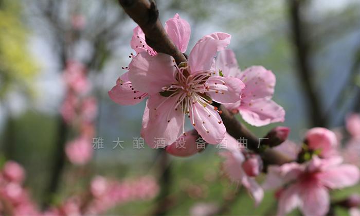 桃花