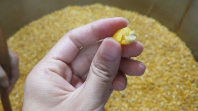 很多人用烤酒設(shè)備做固態(tài)酒時(shí)用這種水泡糧，怪不得不出酒！