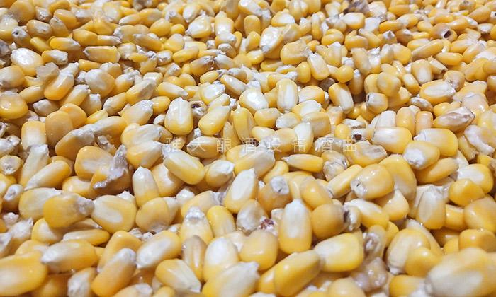 原料的選擇一定要飽滿(mǎn)、新鮮無(wú)霉