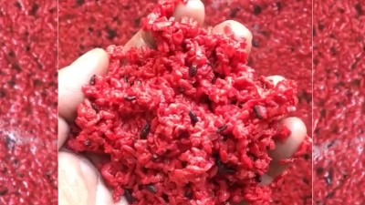 用小型蒸酒設(shè)備釀造純手工紅曲酒，紅火迎新年！