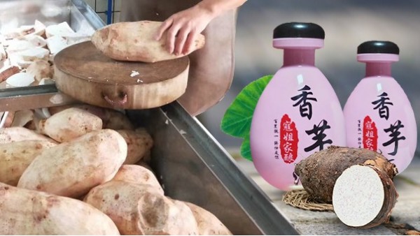 芋頭能不能釀酒？芋頭釀酒設(shè)備技術(shù)